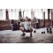 Гантель гексагональна Reebok RSWT-11100 10 кг