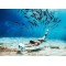 Акваскутер Sublue WHITESHARK MIX Space Blue